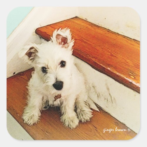 Sweet Westie Puppy Sitting on a Vintage Step Square Sticker