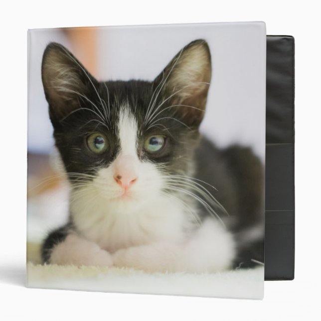 Sweet White And Black Kitten 3 Ring Binder (Front/Inside)