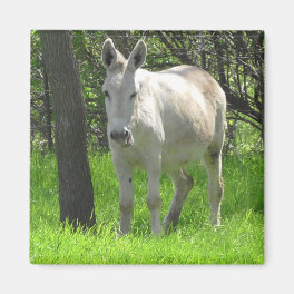 Sweet White Donkey by Tree Photography Magnet
