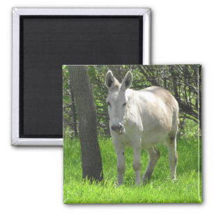 Sweet White Donkey by Tree Photography Magnet