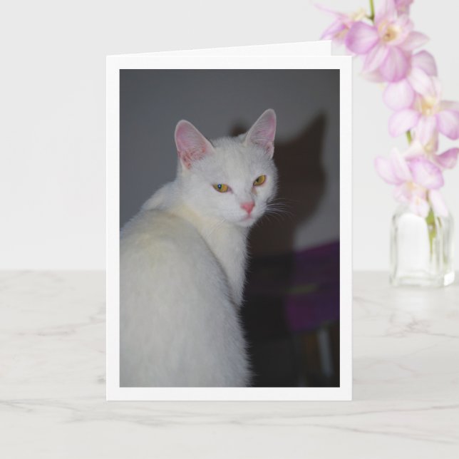 Sweet White Kitten Portrait Card (Orchid)