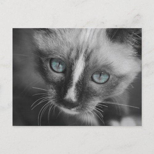 Sweet White Kitten with Blue Eyes Postcard