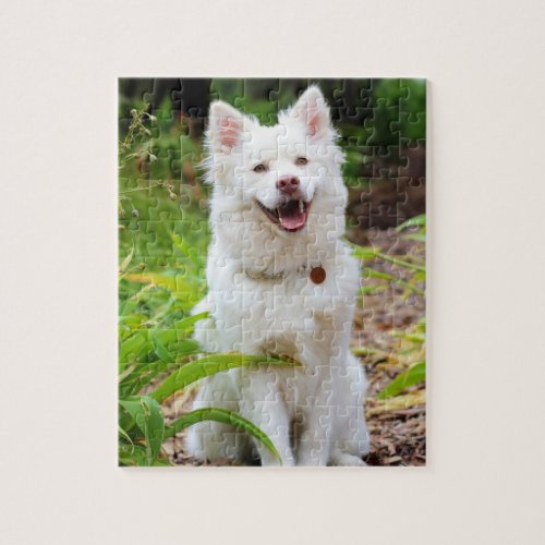 Sweet White Lapp Hund Dog Green Background Photo Jigsaw Puzzle