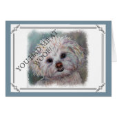 SWEET WHITE MALTESE YORKIE MIX (Front Horizontal)