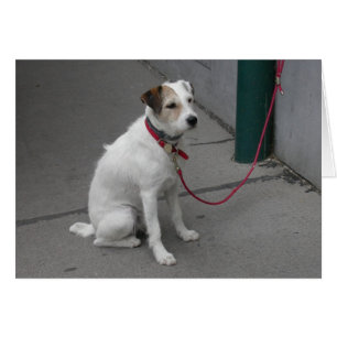 Sweet White Mongrel Cards