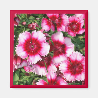sweet william1Magnet Magnet