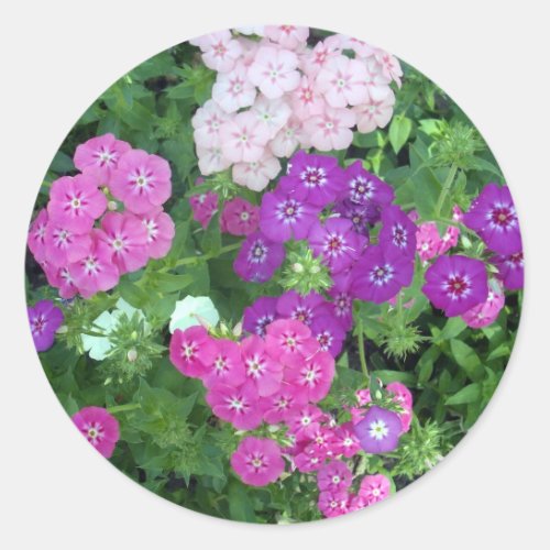 Sweet William Flowers Bursting With Color Classic Round Sticker