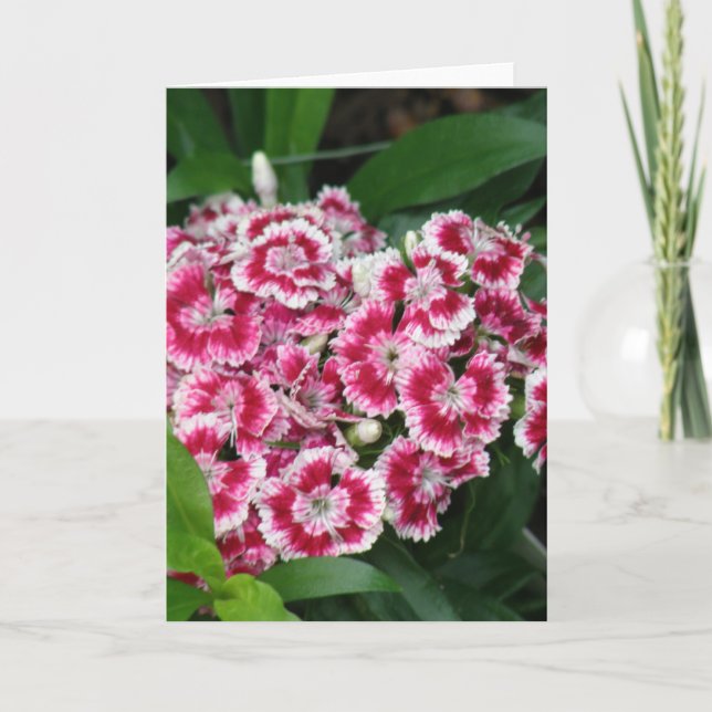 Sweet William Flowers Greeting Card (Front)