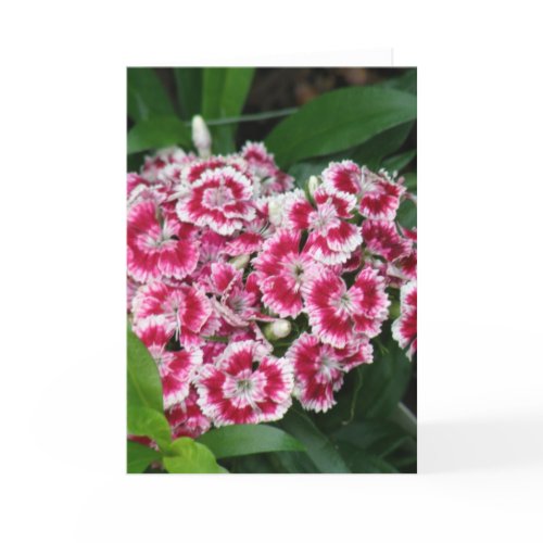 Sweet William Flowers Greeting Card