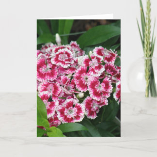 Sweet William Flowers Greeting Card