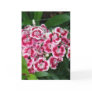 Sweet William Flowers Greeting Card