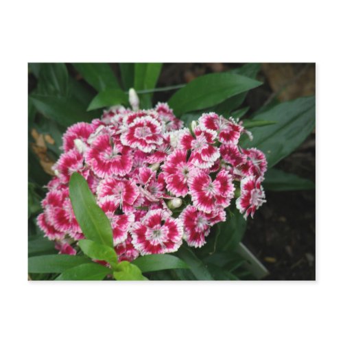 Sweet William Flowers Postcard