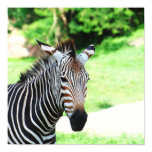 Sweet Zebra Poster