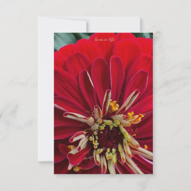 Sweet Zinnia Note Card (Front)