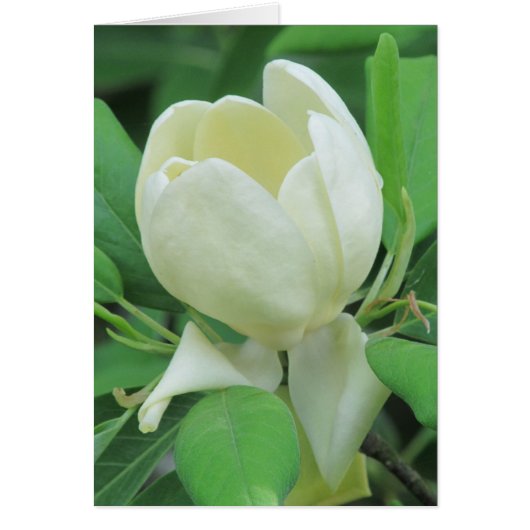 Sweetbay Magnolia (Front)