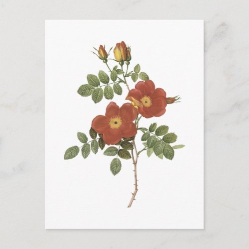 sweetbriar roseRosa eglanteria by Redout Postcard