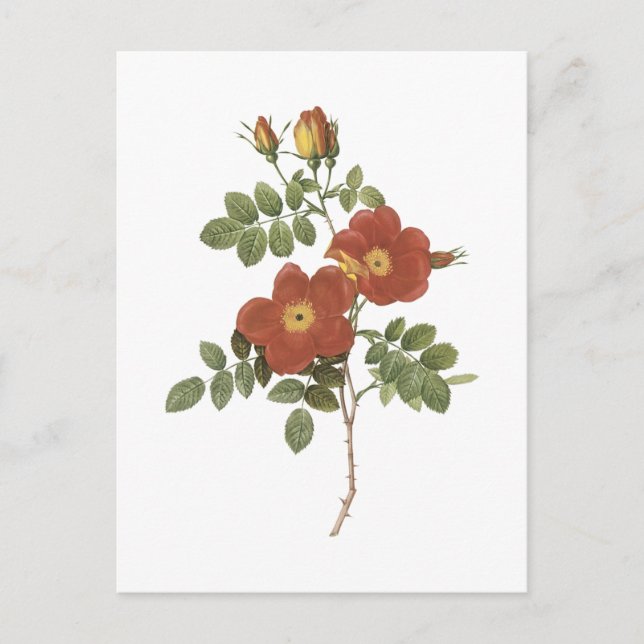 sweetbriar rose(Rosa eglanteria) by Redouté Postcard (Front)