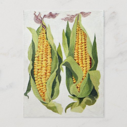 Sweetcorn 2013 postcard