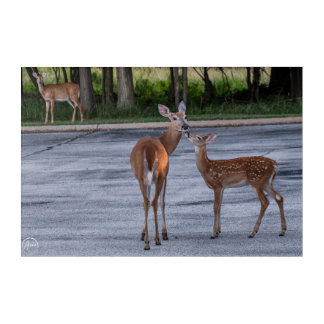 Sweetest deer kisses acrylic print