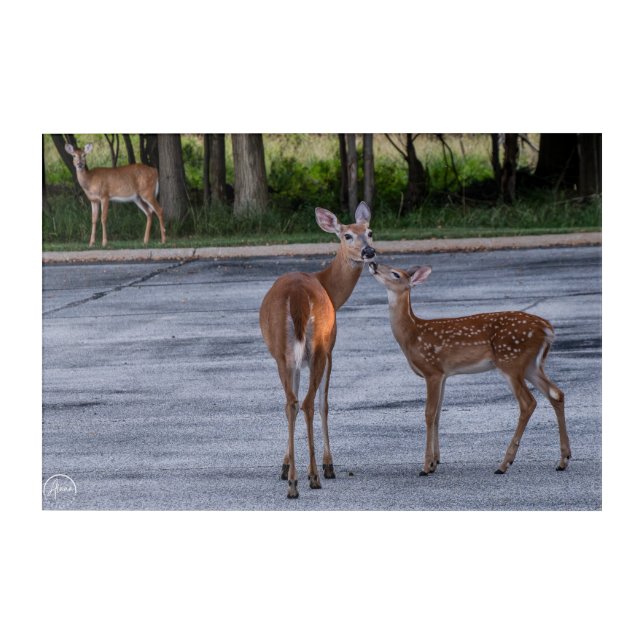 Sweetest deer kisses acrylic print (Front)