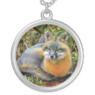 Sweetest Gray Fox Sleeping