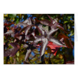 Sweetgum Leaves in Fall