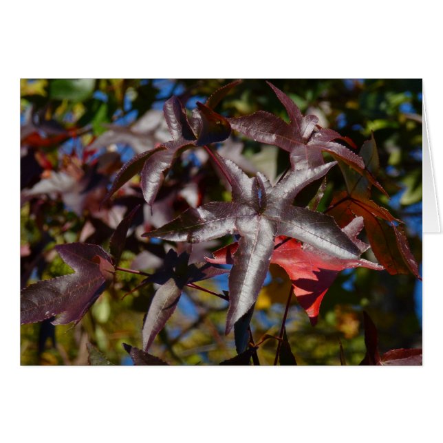 Sweetgum Leaves in Fall Cards (Front Horizontal)