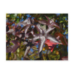 Sweetgum Leaves in Fall Postcard