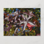 Sweetgum Leaves in Fall Postcard