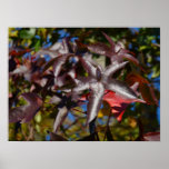 Sweetgum Leaves in Fall Poster