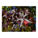 Sweetgum Leaves in Fall Poster