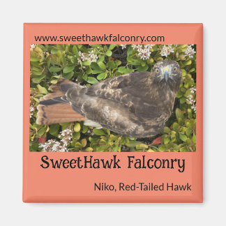 SweetHawk Falconry Niko Red-Tailed Hawk 2x2 Magnet