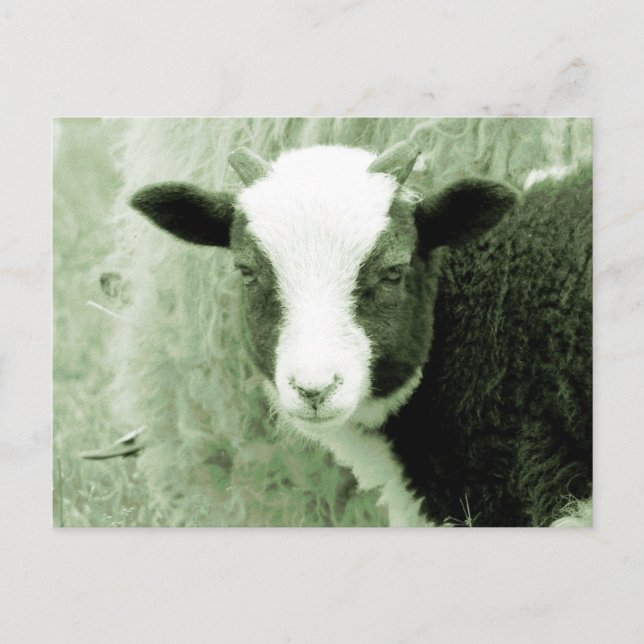Sweetheart's Lamb in Greenish Tones Postcard (Front)