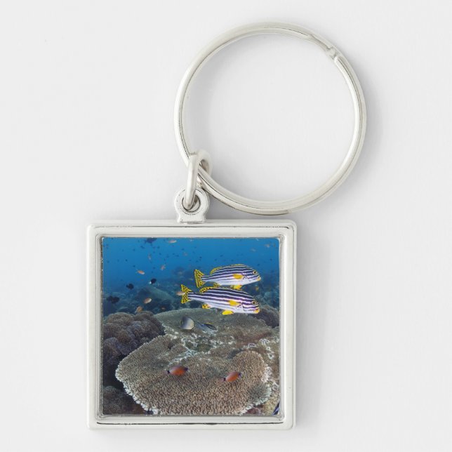 Sweetlip Fish Keychain (Front)