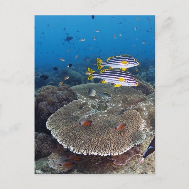 Sweetlip Fish Postcard (Front)