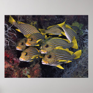 Sweetlips Squad Poster