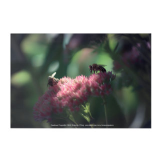 Sweetness Acrylic Print