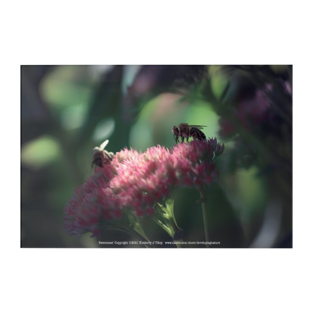 Sweetness Acrylic Print (Front)