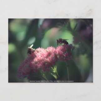 Sweetness Postcard