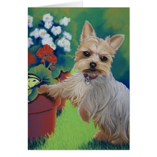 Sweetness Yorkie Cards (Front)