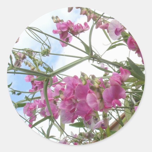 sweetpea sticker (Front)