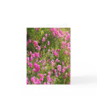 Sweetpeas on the hill....