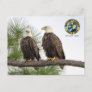 SWFLEagleCam Postcard