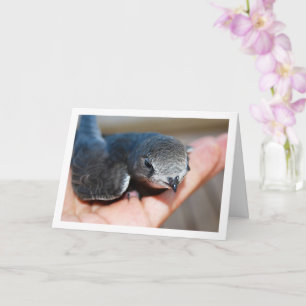 Swift Bird on Hand Card
