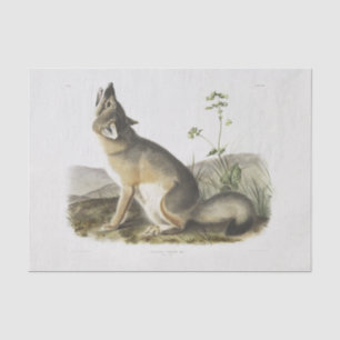 Swift Fox. Male. (Vulpes velox) Woodland decoupage Tissue Paper