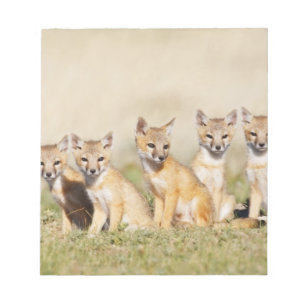 Swift Fox (Vulpes macrotis) young at den burrow, 2 Notepad