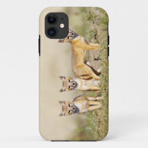 Swift Fox Vulpes macrotis young at den burrow 3 iPhone 11 Case