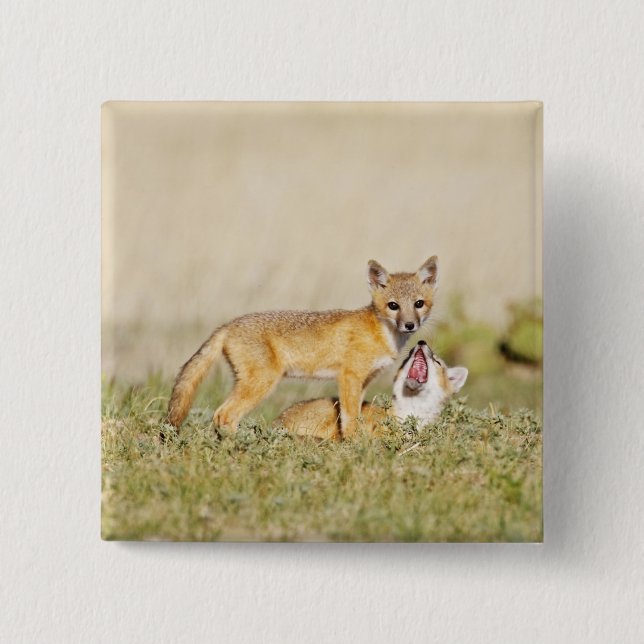Swift Fox (Vulpes macrotis) young at den burrow, 4 Pinback Button (Front)