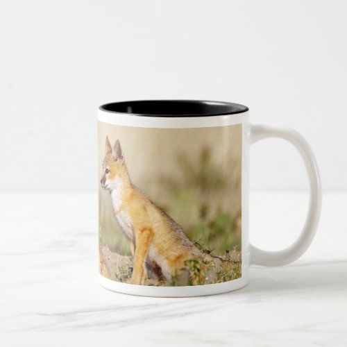 Swift Fox Vulpes macrotis young at den burrow 5 Two_Tone Coffee Mug