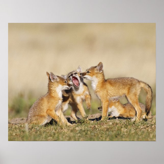 Swift Fox (Vulpes macrotis) young at den burrow, Poster (Front)